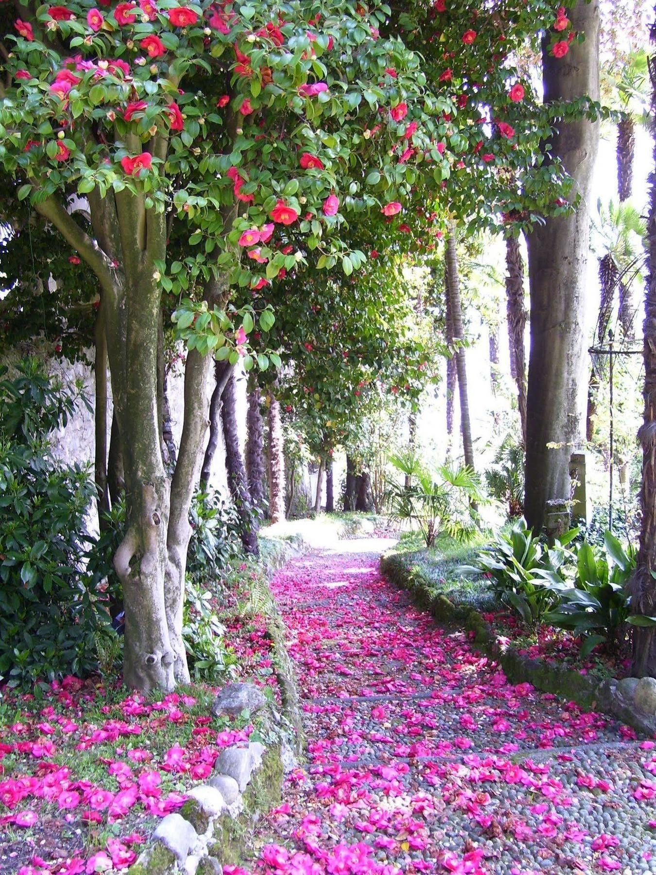Villa La Mirabella Cadenabbia Dış mekan fotoğraf